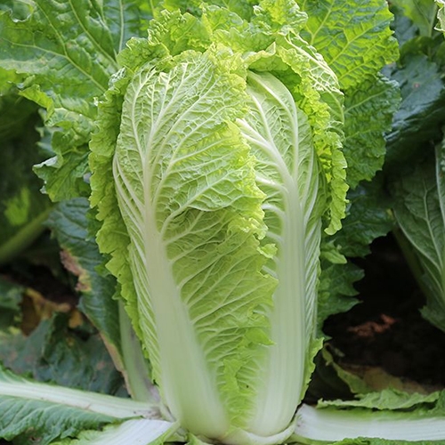河源食堂蔬菜配送